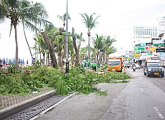 Creating eye soars in the name of security - city workers continue to chop away at trees along Beach Road.